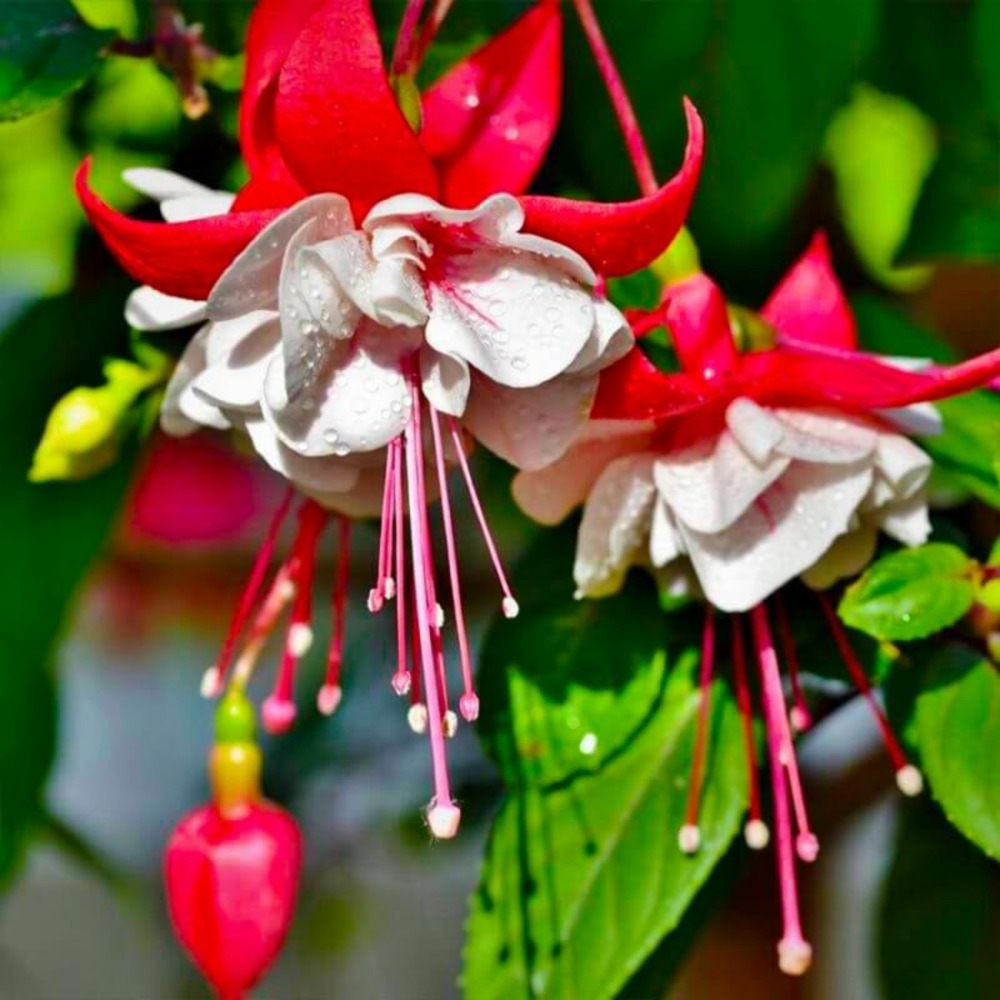 Fuchsia 'alice hoffmann' (fuchsia 'alice hoffmann')