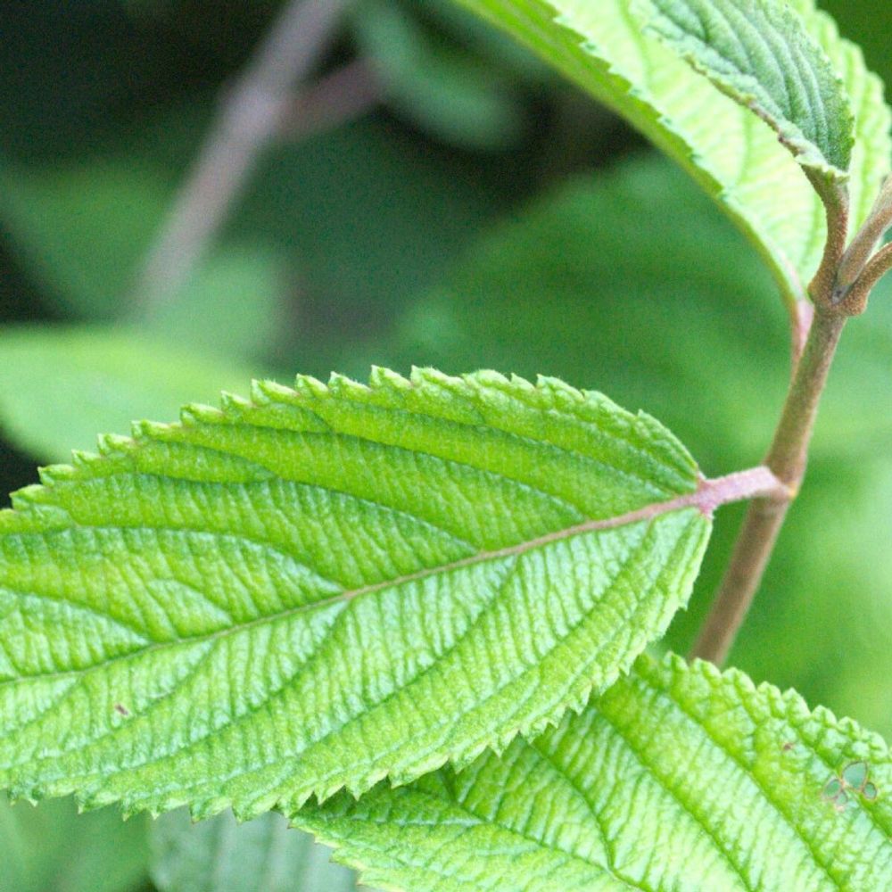 Viorne de chine shasta, viburnum pot de 3l - 20/40 cm