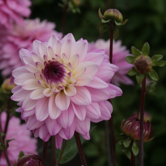 Dahlia décoratif 'luka johanna' bulbe calibre i
