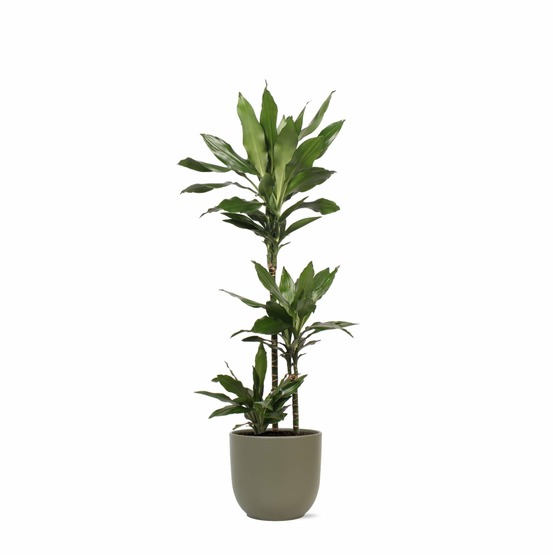 Dracaena janet lind et son pot olive - hauteur 24cm