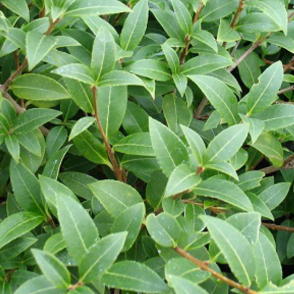 Osmanthe de burkwood - osmanthus burkwoodii - 60-80 cm pot