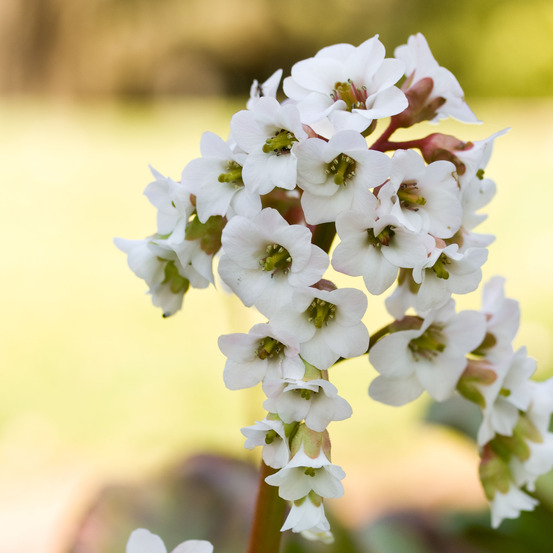 Bergénia 'bressingham white' godet de 8/9 cm