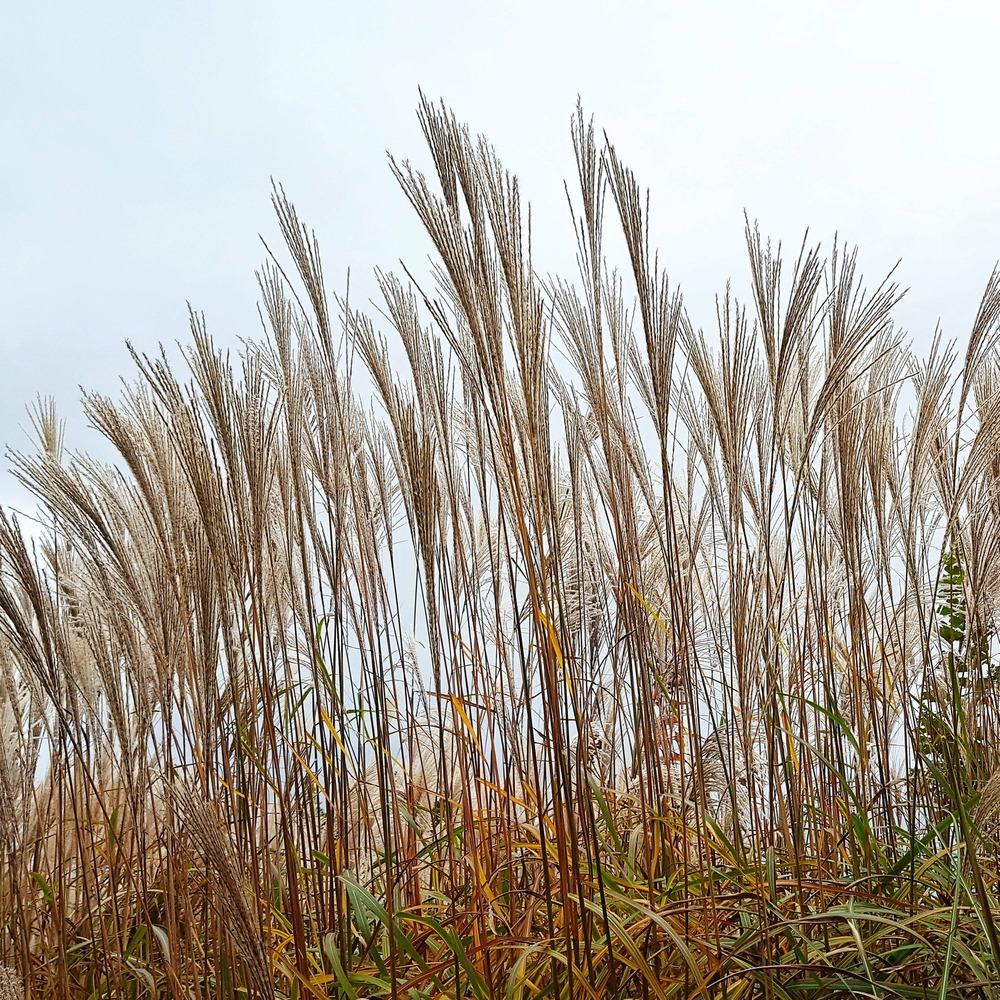 Eulalie china - le pot / ø 9cm