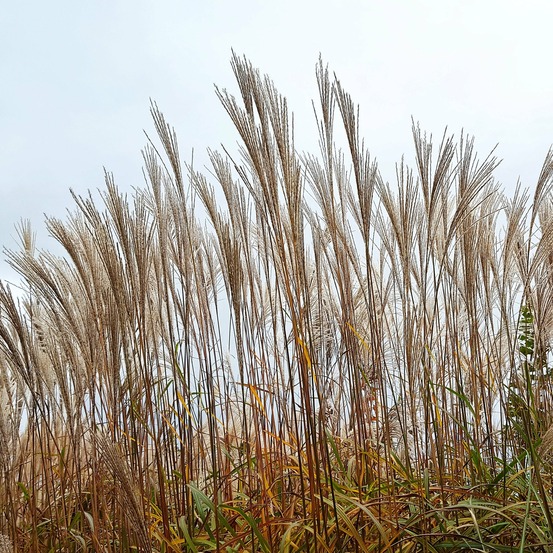 Eulalie china - le pot / ø 9cm