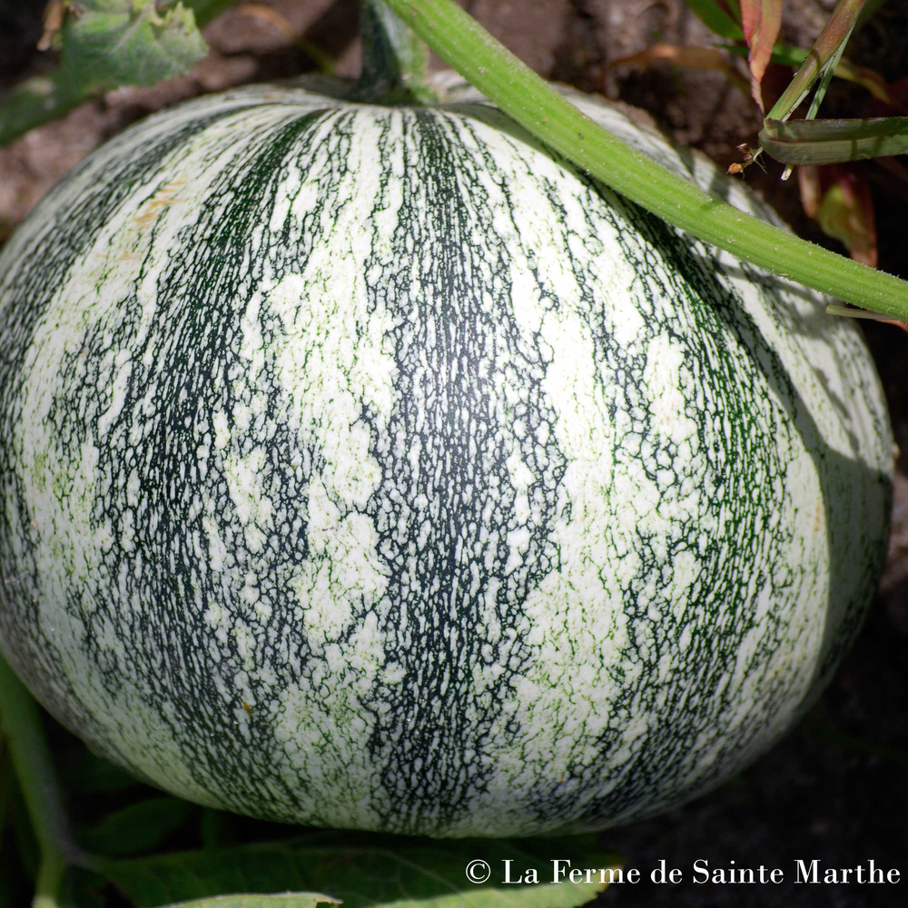 Courge du mexique 'pepita squash' le sachet de 20 graines environ (6g)