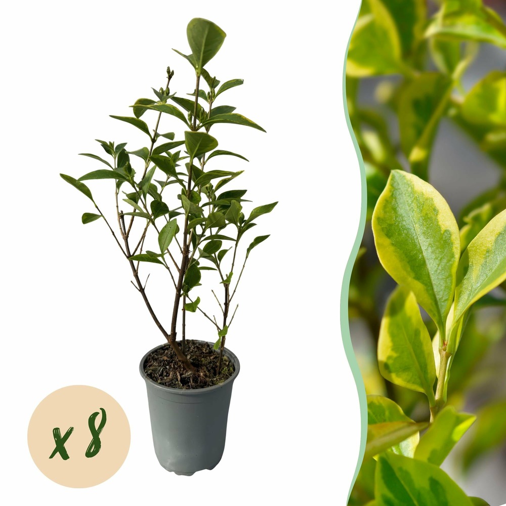 Ligustrum ovalifolium aureum – lot de 8 – hauteur 35-40 cm