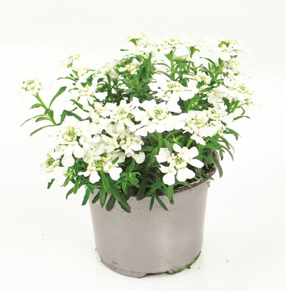 Iberis sempervirens pot 10,5 cm