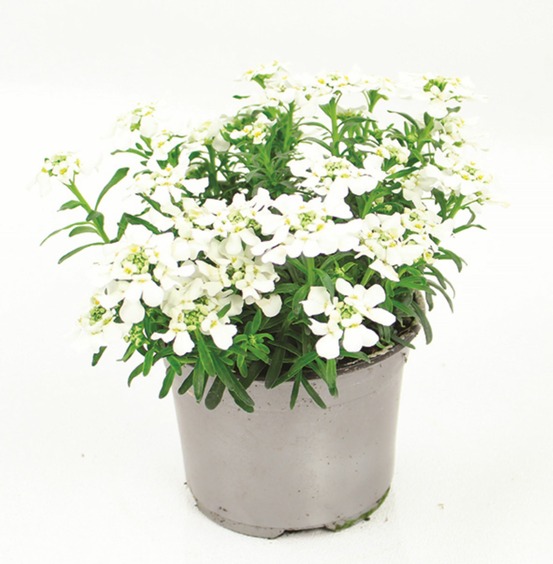 Iberis sempervirens pot 10,5 cm