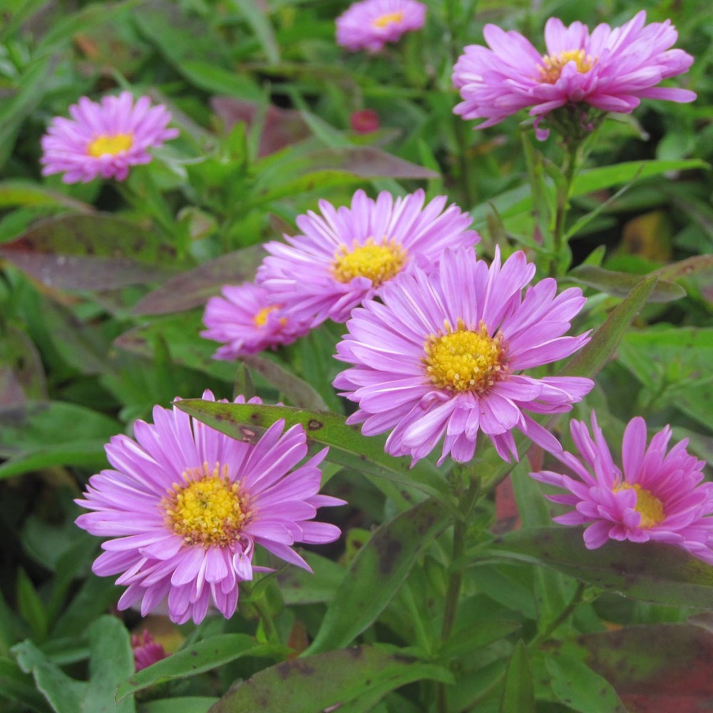 Aster grand d'automne 'patricia ballard' godet de 8/9 cm