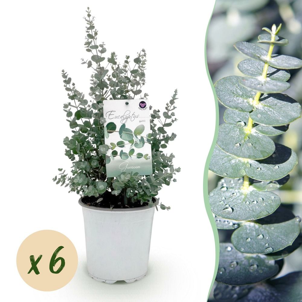 Eucalyptus - lot de 6 - pot 17 cm - hauteur 40 cm