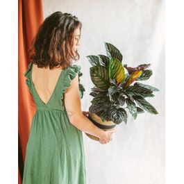 Plante D'intérieur Calathea Ornata - Grande Taille - Plante Persistante Purificatrice D'air - Rare Et Décorative