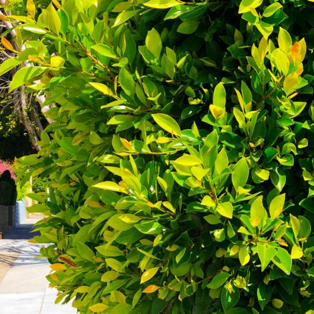 Laurier du portugal (prunus 'lusitanica')