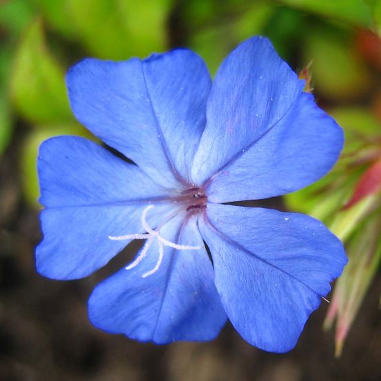 Plumbago de wilmott 'forest blue' pot de 2l/3l