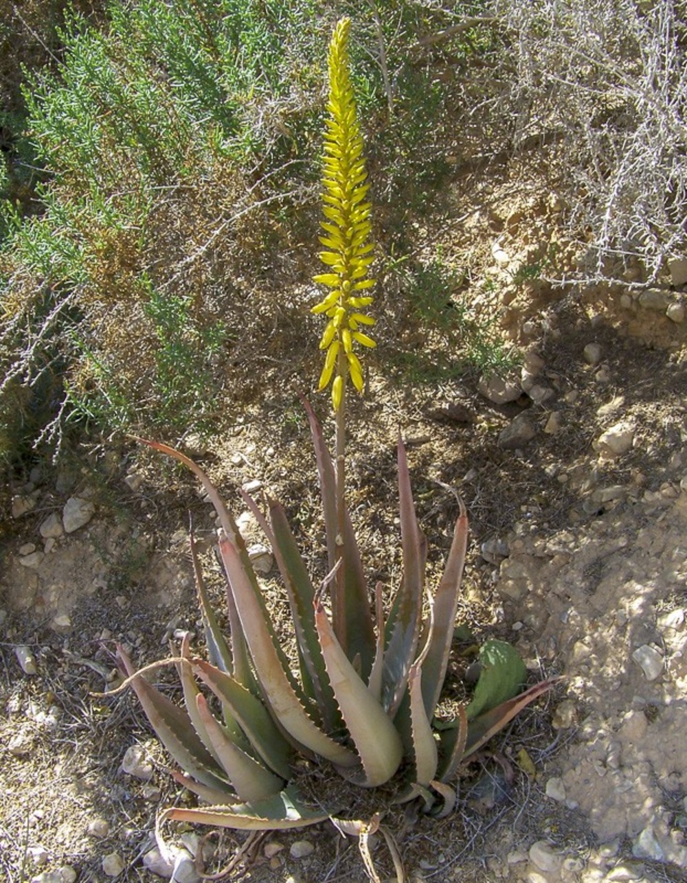 Aloes vera godet de 7/8 cm