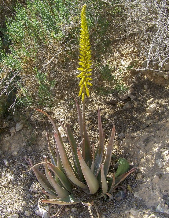 Aloes vera godet de 7/8 cm