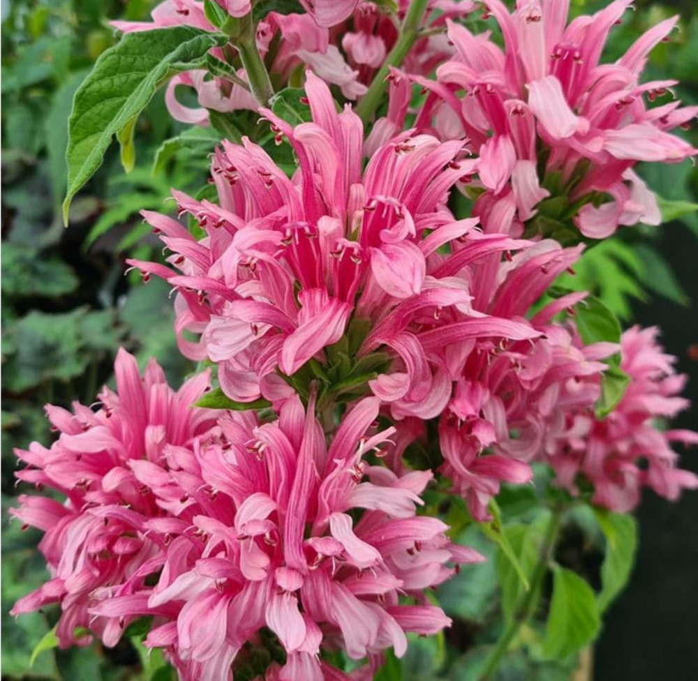 Russelia equisetiformis (goutte de sang, fontaine de corail) pot de 1 litre ? 20/30 cm