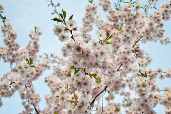 Prunus serrulata amanogawa c30l tige-6/8