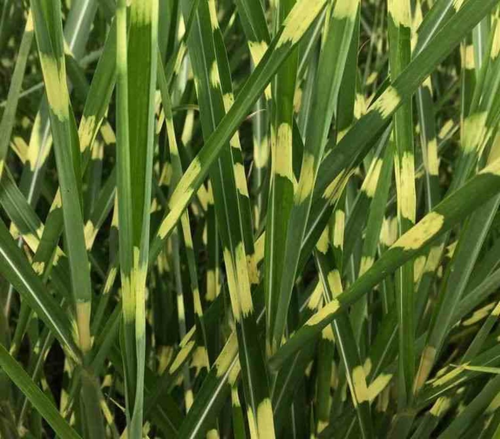 Miscanthus sinensis strictus (roseau de chine, eulalie) pot de 5 litres - 0/120 cm