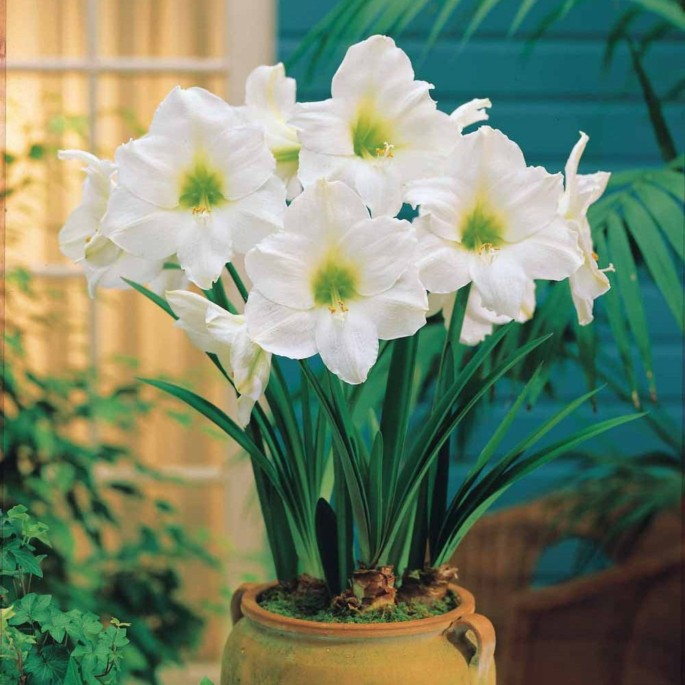 Amaryllis blanc - le sachet de 1 bulbe / circonférence 24cm+, vendu par lot de 2