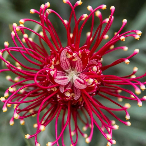 Grévilléa à feuilles de genévrier, grevillea pot de 7,5l - 40/60 cm
