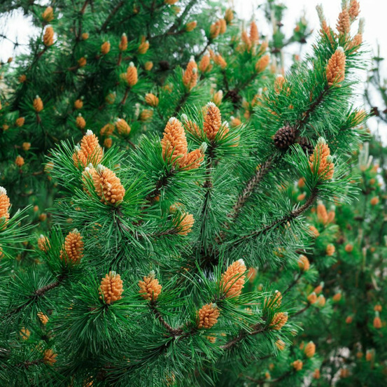 Pin mugo jakobsen - pinus mugo jakobsen 25/30cm pot 8l