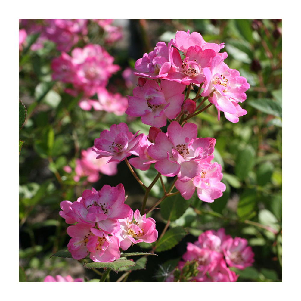 Rosier petit bijou® eveminearo racines nues