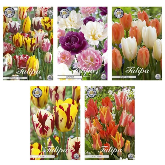 Tulipes - mix de jardin - 50 bulbes