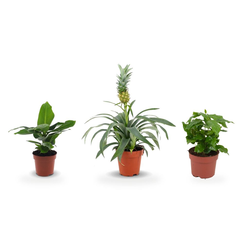 Cuisine exotique gourmande — coffea arabica, musa oriental dwarf & ananas mi amigo — lot de 3 plantes