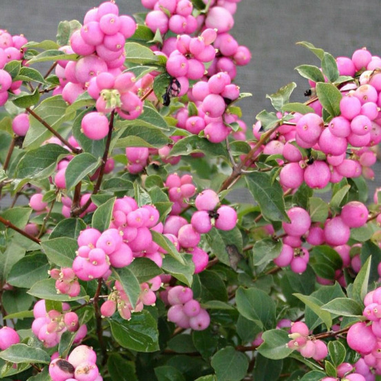 Symphorine magical® candy 'kolcam', symphoricarpos pot de 3l - 20/40 cm