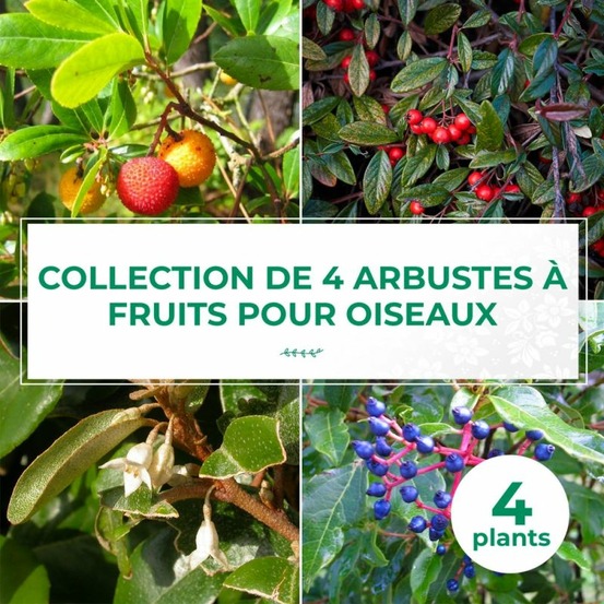 Collection 4 Arbustes à Fruits Oiseaux