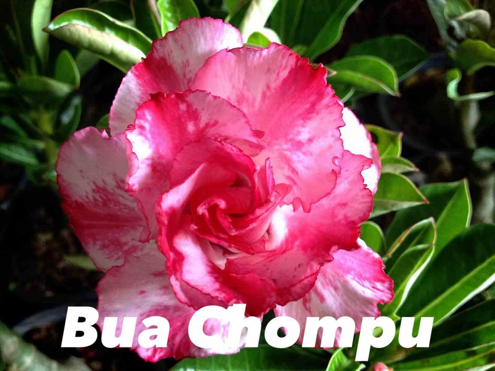 Adenium obesum cv.buachompu   rose - taille caudex d'environ 150g