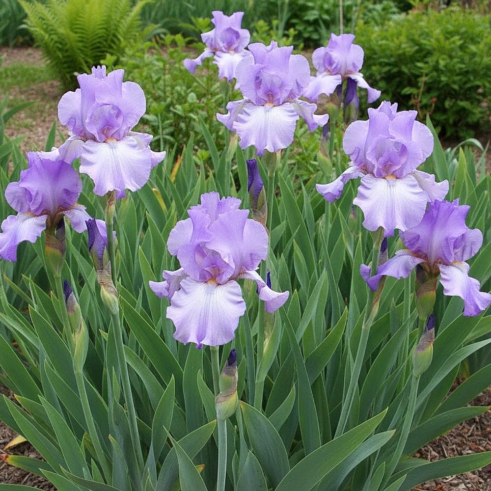Iris des jardins mary frances lot de 3 godets