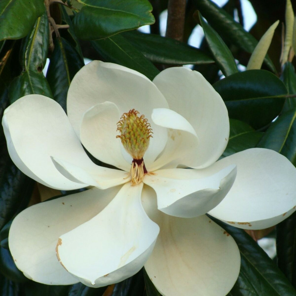 Magnolia à grandes fleurs double nantais, magnolia persistant pot de 1,5l - 20/50 cm