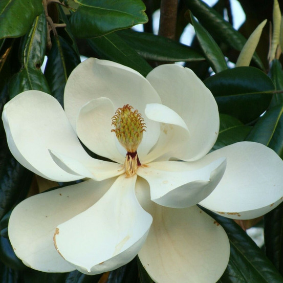 Magnolia à grandes fleurs double nantais, magnolia persistant pot de 1,5l - 20/50 cm