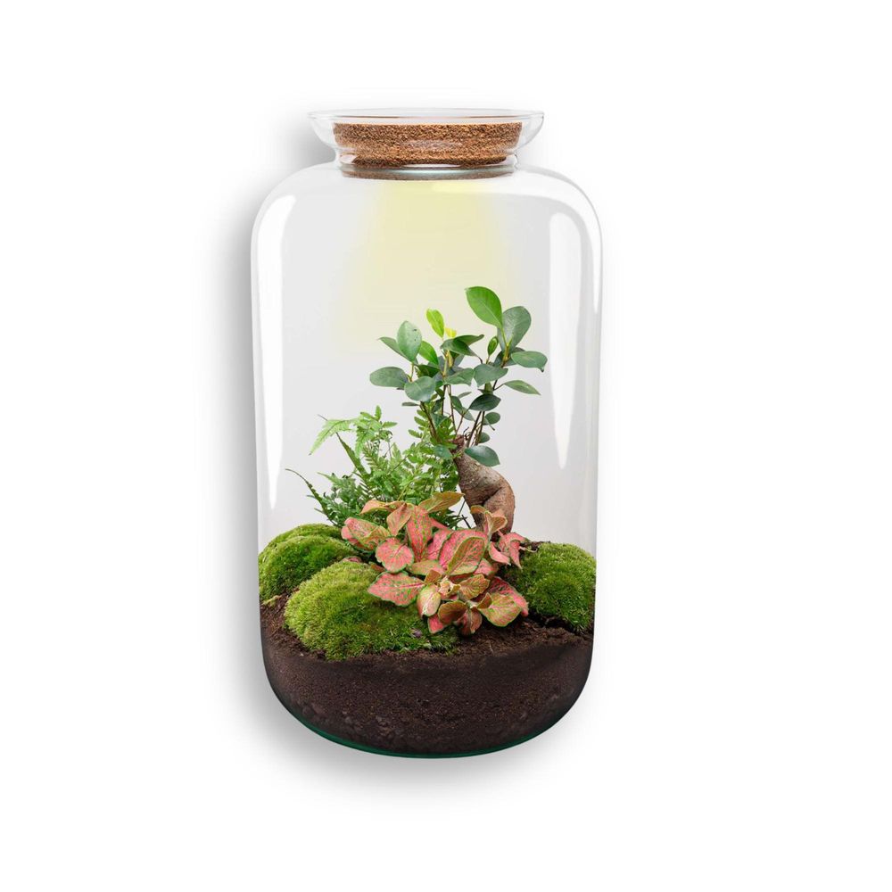 Diy terrarium - sven bonsai - h43 cm - ø43 cm - plantes d'intérieur - 43cm - réf 3712