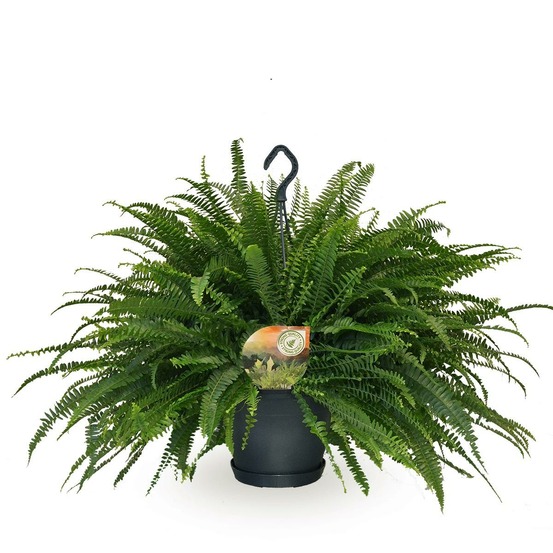 Nephrolepis vert lady - h60 cm - ø20 cm