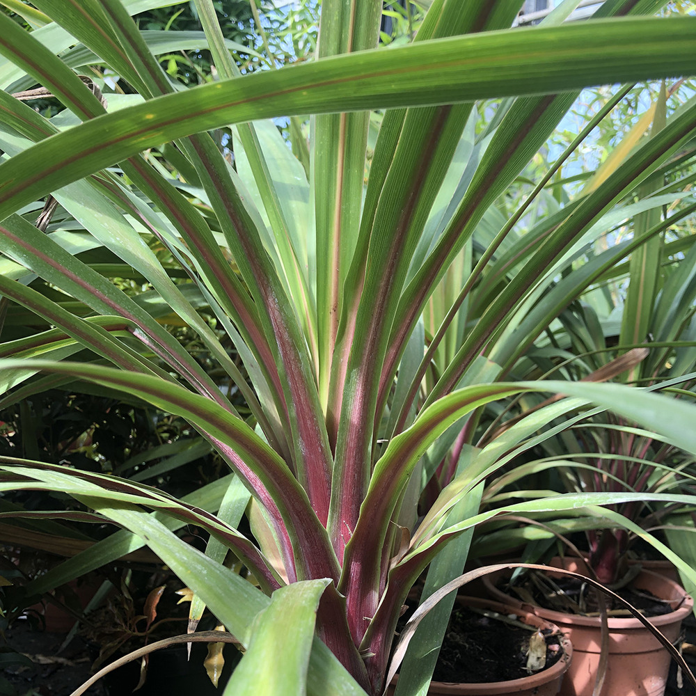 Cordyline australe 'peko' pot de 3l/4l