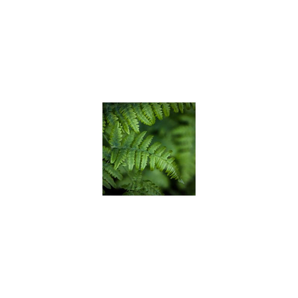 Fougère à peigne - polystichum setiferum 20/25 cm pot 2l