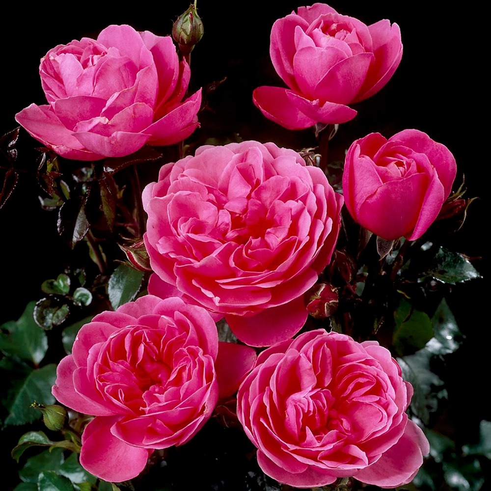 Rosier à fleurs groupées 'berleburg' racines nues en motte