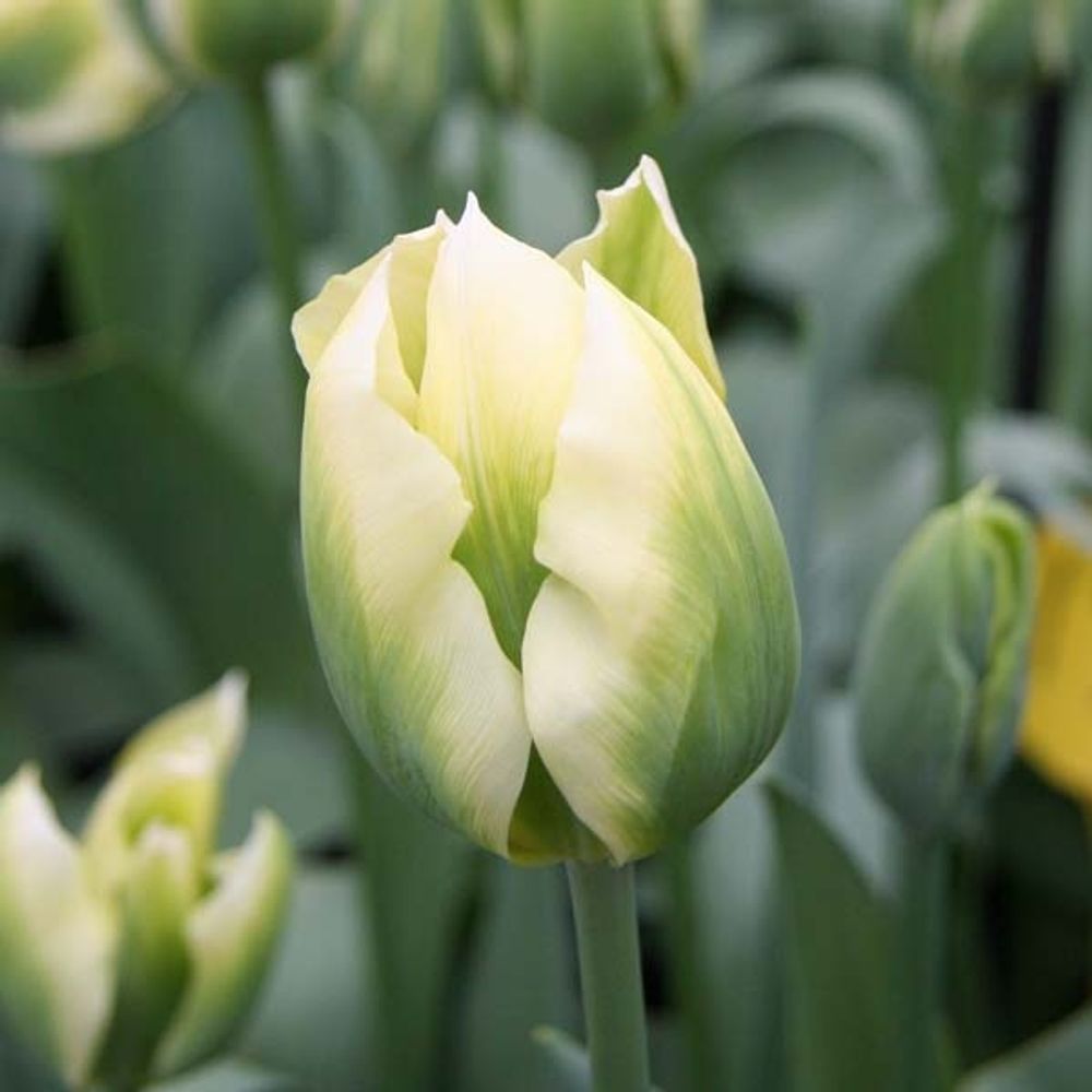 Tulipe viridiflora 'spring green' bulbe calibre 11+ (par 6)