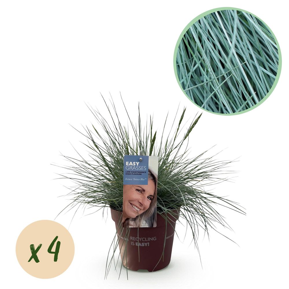 Fétuque bleue 'intense blue' - lot de 4 - pot 17 cm - hauteur 50 cm