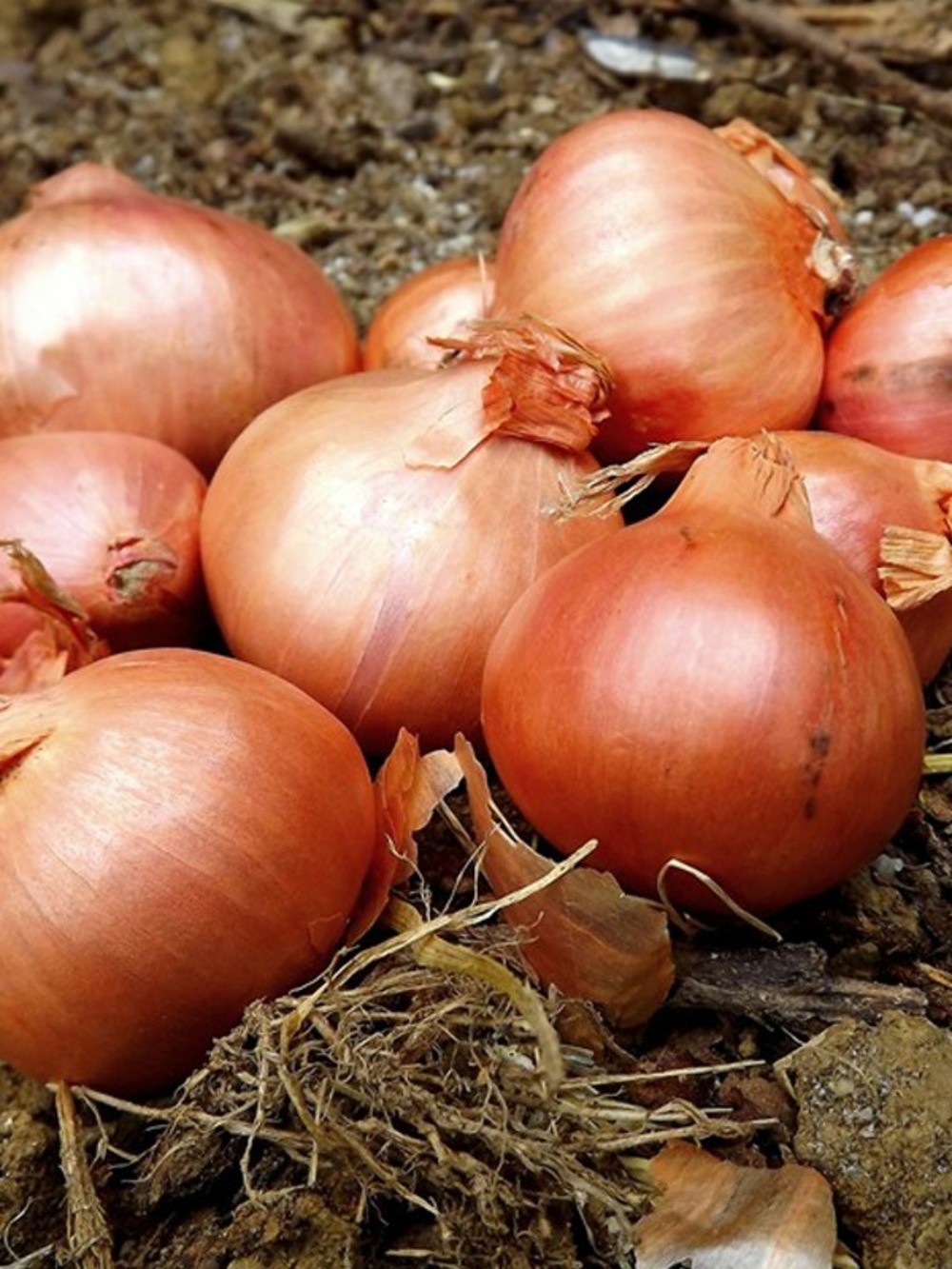 Echalote 'red sun' pièce calibre 7/15 mm, sac de 500g