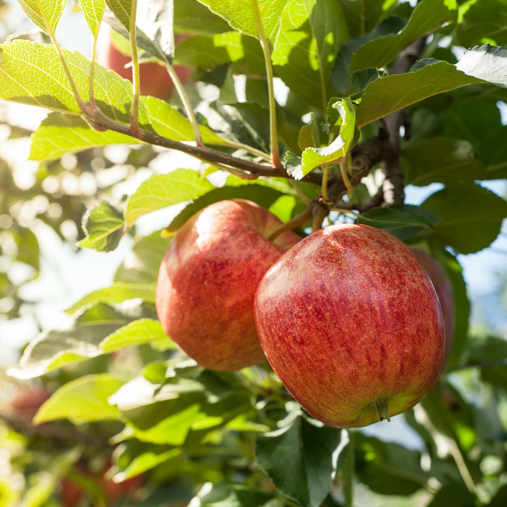 Pommier gala - la pièce en racine nue / scion