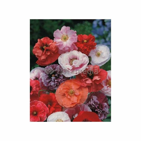 Coquelicot double varié