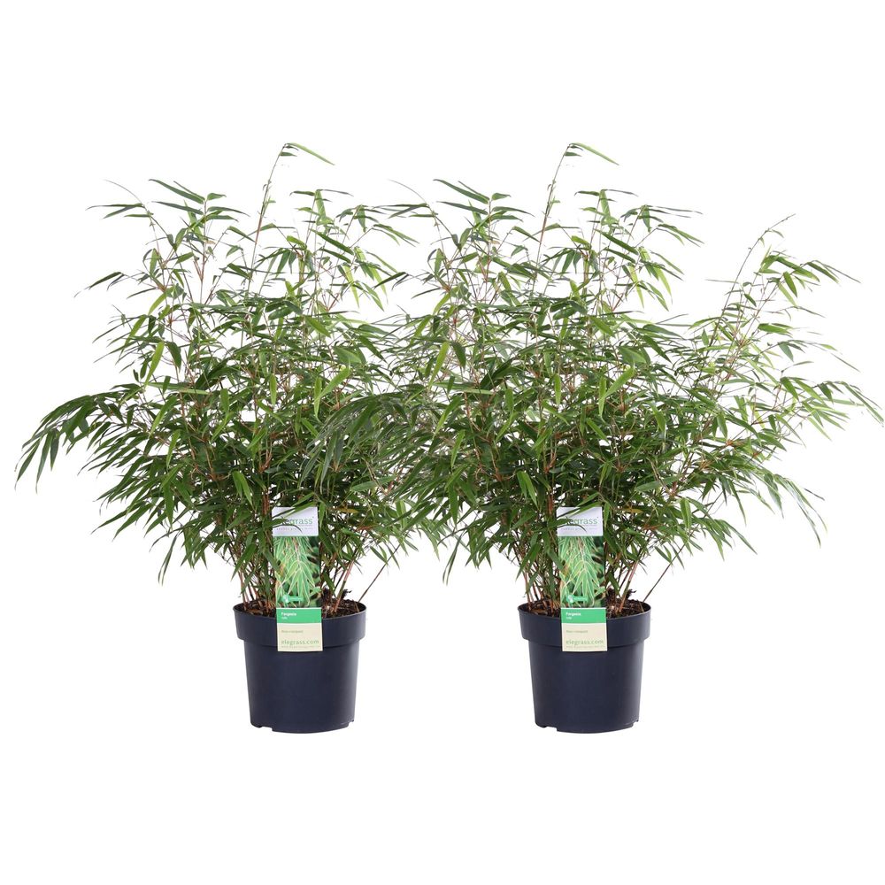 Lot de 2 - fargesia rufa - h60 cm - ø19 cm - plantes d'intérieur