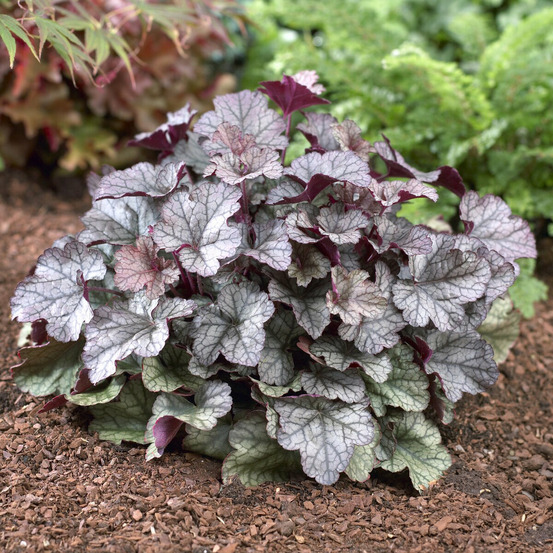 Heuchère silver scrolls - le pot / ø 9cm