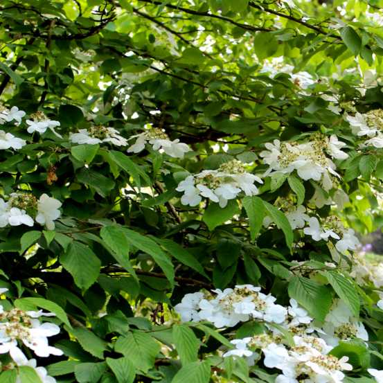 Viorne plissée mariesii - viburnum plicatum mariesii 40cm