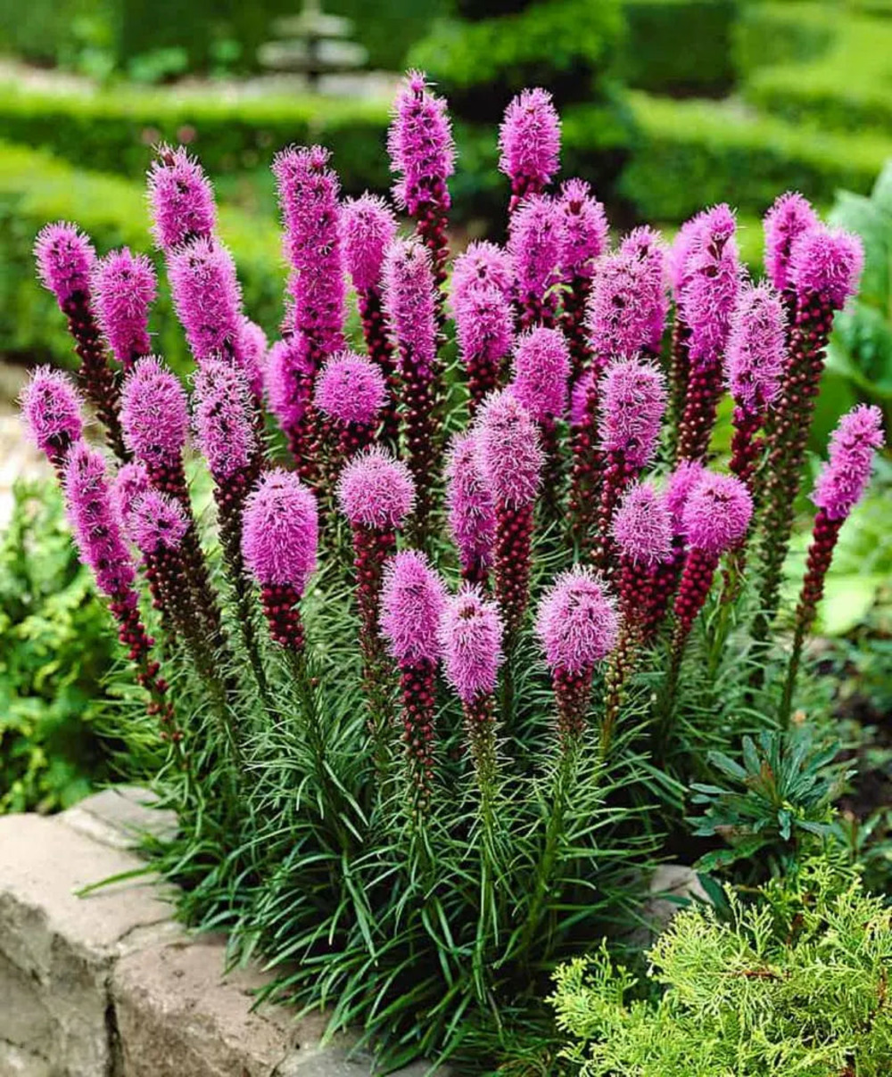 50 graines de plume du kansas (liatris spicata) rose violacé - semisauvage permaculture