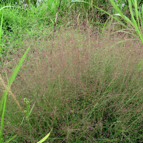 Eragrostis spectabilis godet de 8/9 cm