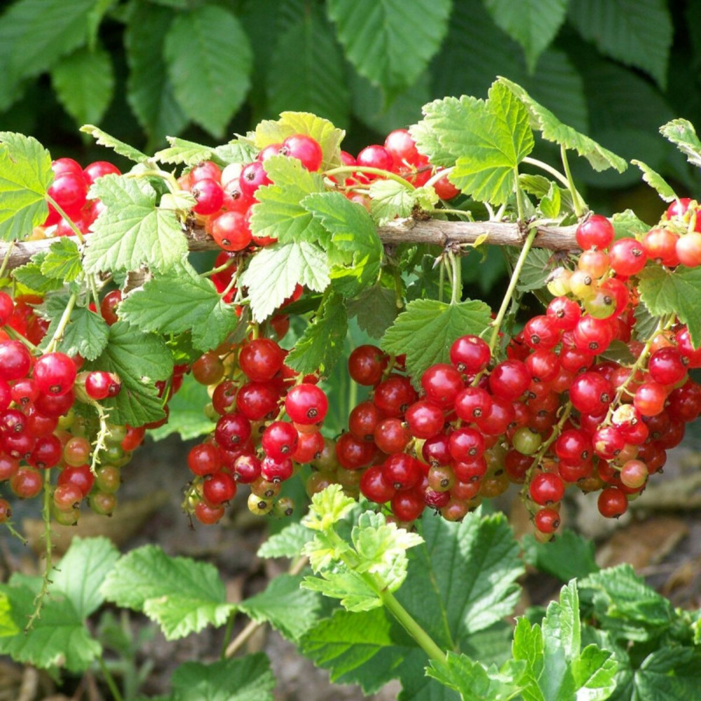 Groseillier à grappes jonkeer van tets pot de 5l - 40/80 cm